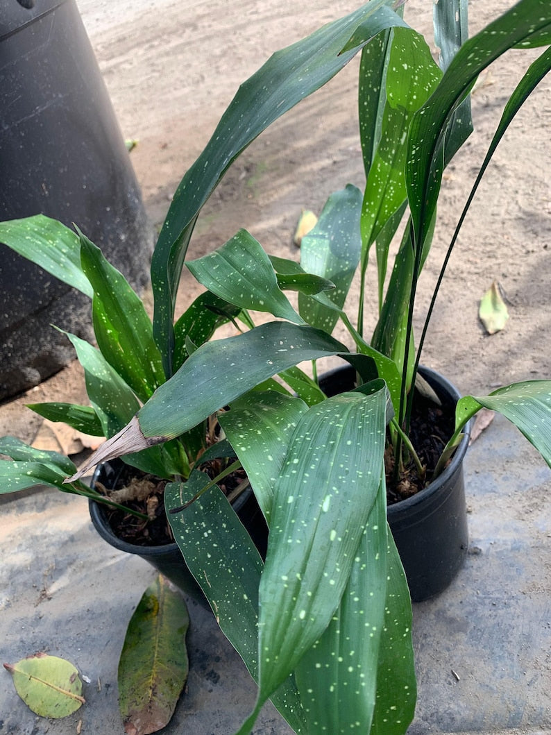 Cast Iron Plant 'Milky Way' in 6" Pot - Aspidistra elatior - Hardy Indoor Plant for Low Light Conditions