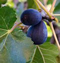 Fig Plant - 1-2ft Live Plant - Mission Variety - Ficus carica - Heirloom Dark Purple Black Fruit with Sweet Red Flesh in 6” Pot