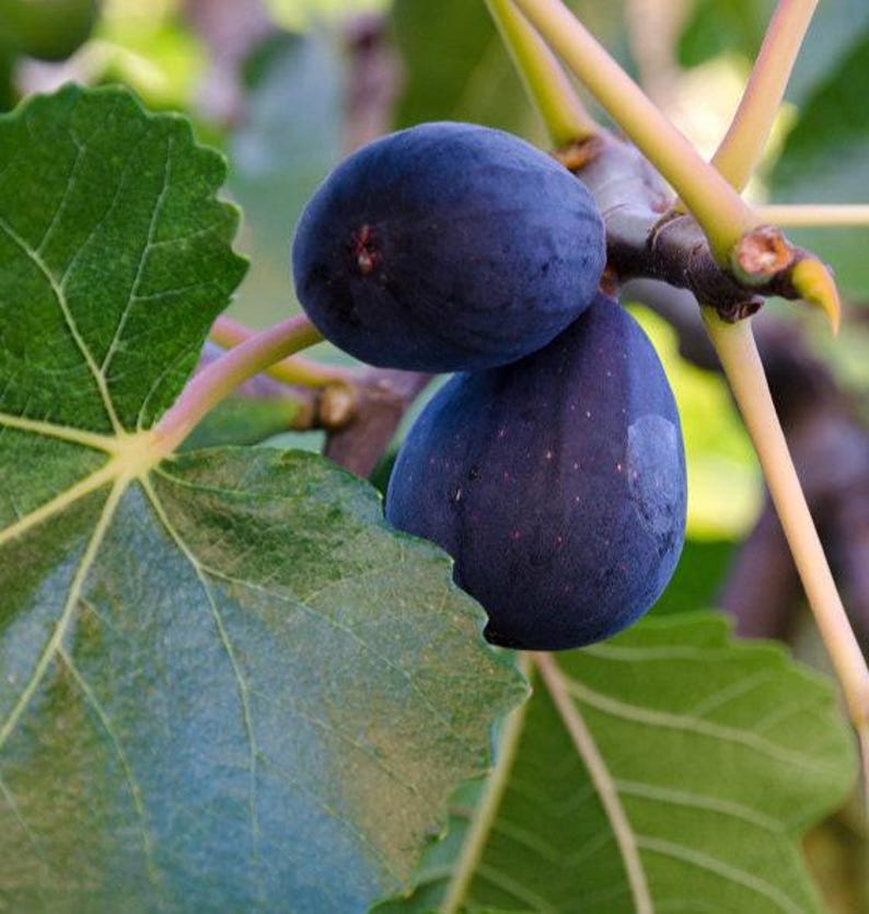 Fig Plant - 1-2ft Live Plant - Mission Variety - Ficus carica - Heirloom Dark Purple Black Fruit with Sweet Red Flesh in 6” Pot