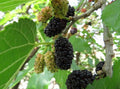 Live Mulberry Plant 2-3ft "Black Beauty" Morus nigra in Pot - Hardy Fruit Tree for Garden or Landscape