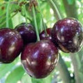 Cherry Tree 'Stella' - 2ft Pot - Self-Fertile Sweet Cherry - Prunus avium - Ideal for Small Gardens, Juicy Red Fruit