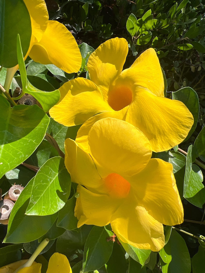 Opal Yellow Dipladenia Live Plant in 1 Gal Pot - Mandevilla x hybrida ‘Opal Yellow’ - Vining, Sun-Loving Plant