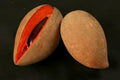 Mamey Grafted Tree - 1 to 2 Feet Tall in 3 Gallon Pot - Sweet Potato Pudding Flavor - Pouteria sapota