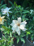 Gardenia Live Plant 6" Pot - Frost Proof, Fragrant White Flowers, Dark Green Leaves (Gardenia jasminoides)