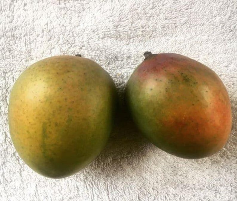 Grafted Sugar Loaf Mango Tree - 1ft Tall Live Plant in 6" Pot - Sweet Coconut Aroma - Mangifera indica