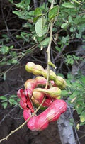 Guamuchil Plant - 1 ft Tall in 6" Pot - Pithecellobium dulce - Edible Pods, Shade Tree, Hardy Varieties
