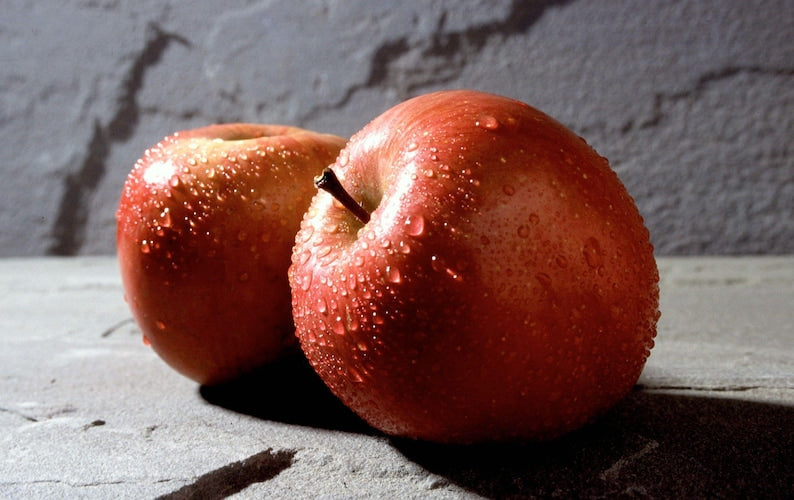 Fuji Apple Tree - 3Gal Pot - Low Chill - Sweet & Crisp - Malus domestica - Ideal for USDA Zones 4-9