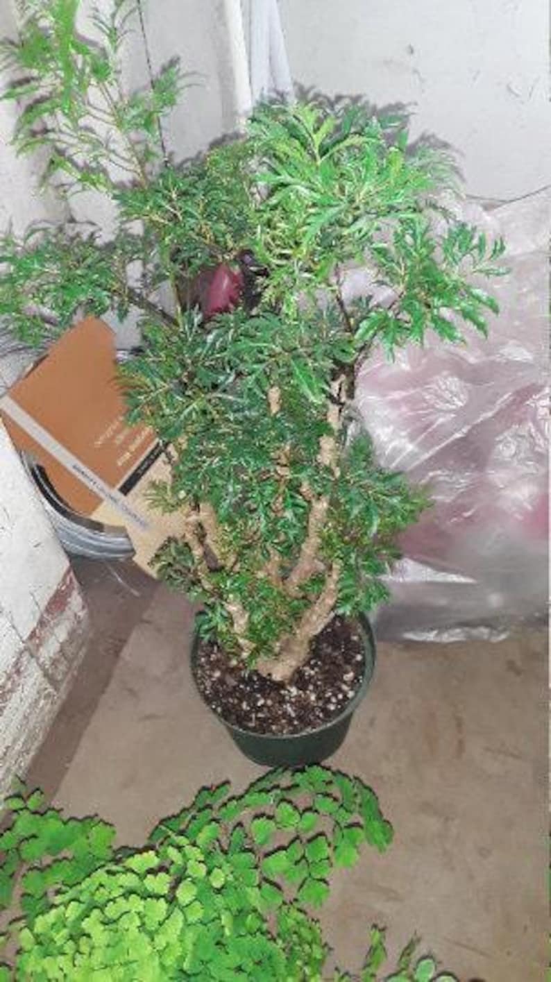 Ming Aralia Plant - 1' Tall - Ideal for Bonsai - Polyscias fruticosa - Ships in 6" Pot - Easy Care Indoor/Outdoor Plant
