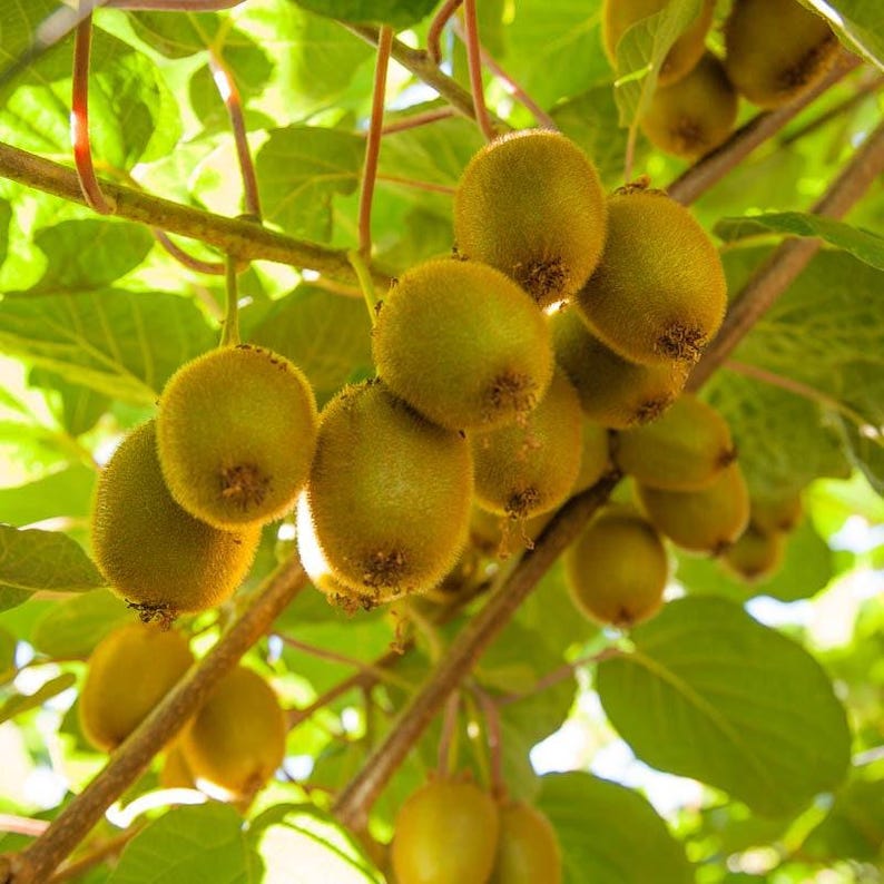 Vincent Kiwi Live Plant 1-2 ft in 6" Pot - Actinidia deliciosa - Tasty Female Vine for Milder Climates