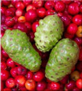 Noni Plant 3 Gallon Pot - 1 to 2 Feet Tall - Morinda citrifolia - Tropical Fruit Tree for Health Benefits