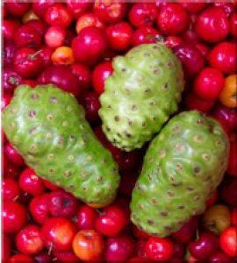 Noni Plant 1-2 Feet Tall in 3 Gallon Pot - Morinda citrifolia - Tropical Fruit Tree for Home Garden