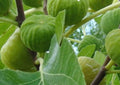 Lattarula Honey Fig Tree - Hardy Ficus carica Variety - Delicious Sweet Figs