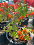 Fire Opal Bougainvillea Bonsai - 1ft Tall in 1 Gal Pot - Bougainvillea glabra - Thrives in High Light