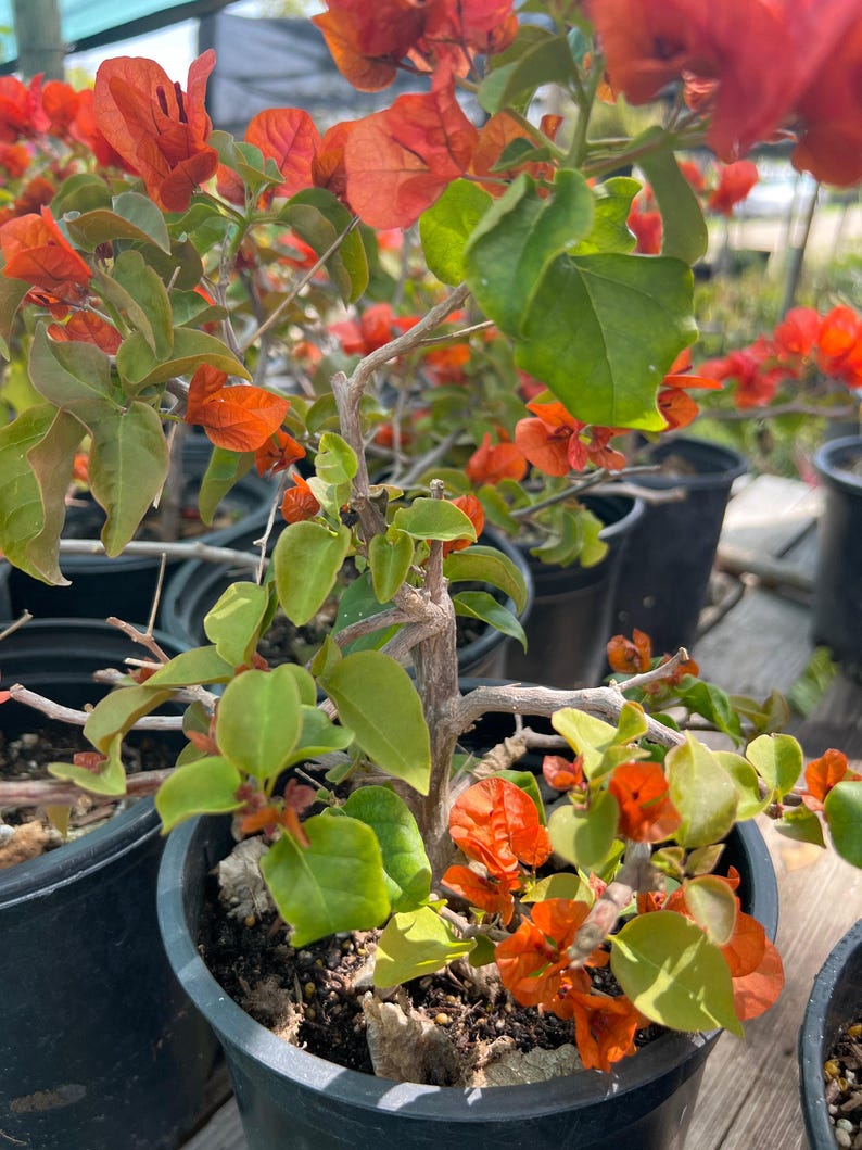 Fire Opal Bougainvillea Bonsai - 1ft Tall in 1 Gal Pot - Bougainvillea glabra - Thrives in High Light