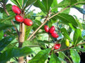 Miracle Fruit Plant - 1 to 2 Feet Tall - Synsepalum dulcificum - 3 Gal Pot - Unique Taste Altering Benefits