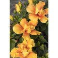 Hibiscus Live Plant 1 Gallon Crown of Bohemia - Hibiscus syriacus 'Crown of Bohemia'