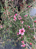Leptospermum 'Helene Strybing' Pink Single Flower Plant in 1 Gallon Pot - 1ft Tall Australian Tea Tree