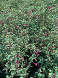 Fuchsia Plant in 6” Pot - Variegated Fuchsia thymifolia - Summer to Fall Bloomer, Partial Shade, Live Plant