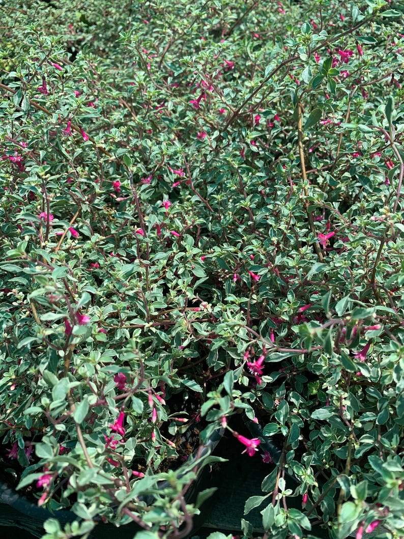Fuchsia Plant in 6” Pot - Variegated Fuchsia thymifolia - Summer to Fall Bloomer, Partial Shade, Live Plant