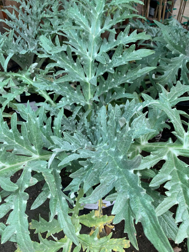 Greenglobe Artichoke Live Plant - 1 Starter in 3" Pot - Cynara Scolymus