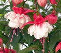 Fuchsia Swingtime Live Plant in 6" Pot - Vibrant Pink Flowers, Hardy Garden Plant, Fuchsia magellanica