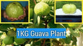 Kilo Guava Tree - 2 Feet Tall - Airlayered - Psidium guajava - Ship in 1 Gal Pot
