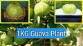 Kilo Guava Tree - 2 Feet - Airlayered - Psidium guajava - 1 Gal Pot Shipping