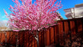 Early Pink Flowering Peach Tree - 3 Gal Pot - Bright Pink Blossoms - Fast Growth - Prunus persica var. rubra