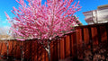 Early Pink Flowering Peach Tree - 3 Gal Pot - Bright Pink Blossoms - Fast Growing - Prunus persica 'Early Pink'