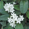 Madagascar Jasmine Plant 3 Gallon 3 Feet Tall Stephanotis Floribunda - Fragrant Climbing Vine for Garden and Home