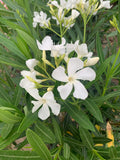 White Nerium Oleander Live Plant in 6" Pot - Full Sun Hardy, 1-2 Feet Tall, Flowering Potential, Nerium oleander