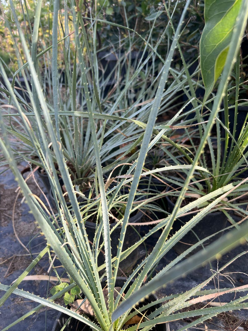 Dasylirion Wheeler Live Plant, 6" Pot, Small Green Flowers, Desert Spoon (Dasylirion wheeleri)