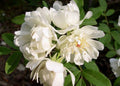 Purezza Rose Live Plant 6" Pot - Double White Rambling Rose (Rosa banksiae ‘Purezza’) - Fragrant, Ideal for Trellis or Fence