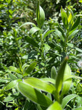 Leucadendron Safari Gold-Strike Plant - 1ft Live Plant in 6” Pot - Bright Yellow Winter Foliage - Leucadendron salignum