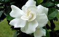 Gardenia Plant 1-2 ft August Beauty Fragrant Flowers (Gardenia jasminoides) in 1 Gallon Pot, Evergreen Hedge or Container Accent