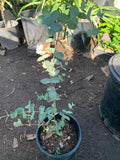 Eucalyptus Silver Drop Plant - 6" Pot - 1 Foot Tall - Eucalyptus cinerea - Indoor/Outdoor Decor
