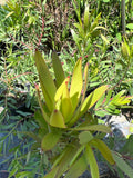 Leucadendron Rising Sun Plant 1ft in 6” Pot - Leucadendron 'Rising Sun' - Compact Evergreen Shrub with Red Bracts