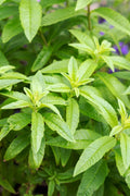 Lemon Verbena Plant in 6" Pot - Aloysia triphylla - Aromatic Herb for Gardens and Indoor Use