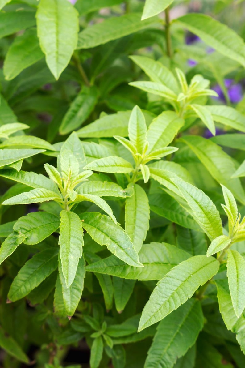 Lemon Verbena Plant in 6" Pot - Aloysia triphylla - Aromatic Herb for Gardens and Indoor Use