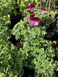 Pelargonium 'Oldbury Duet' 1 Live Plant in 6" Pot - Full Sun to Part Shade, Average Water, 1 Gallon Pot