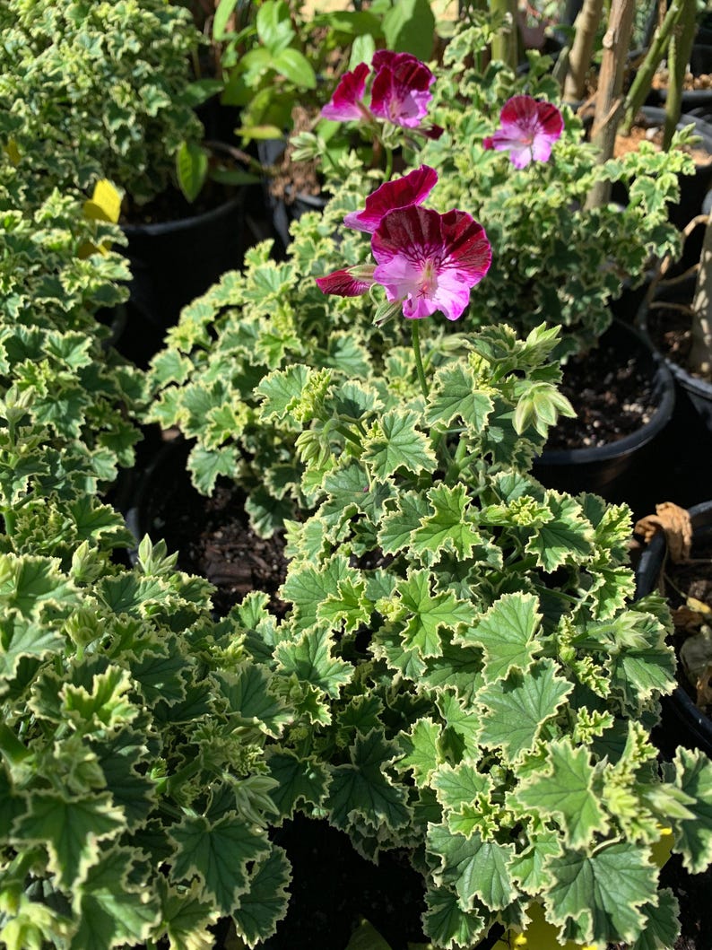 Pelargonium 'Oldbury Duet' 1 Live Plant in 6" Pot - Full Sun to Part Shade, Average Water, 1 Gallon Pot