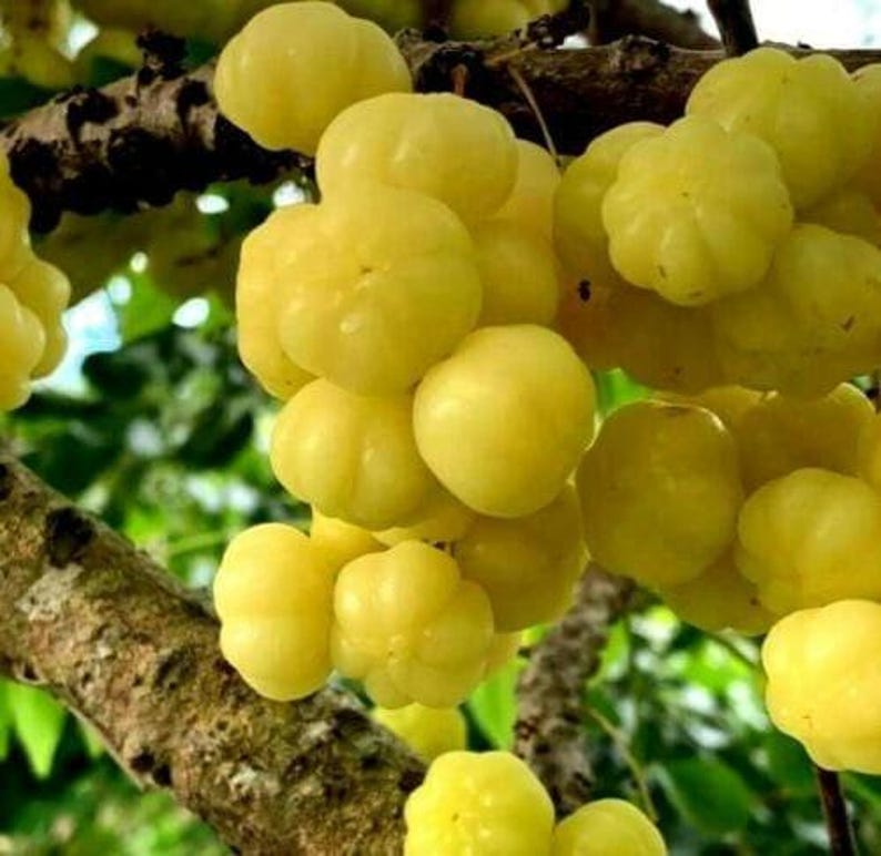 Tropical Gooseberry Plant - 6" Pot - Chùm Ru?t - Edible Fruit Plant - Exotic Garden Addition - Perfect for Home Growers