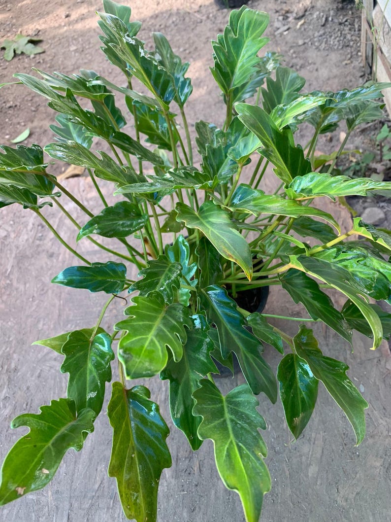 Philodendron 'Xanadu' Live Plant in 6" Pot - Tropical Houseplant, Low Light Indoor Plant, Easy Care Philodendron bipinnatifidum