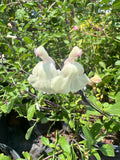 Salvia Plant 6” Pot Cream Color Glimmer Salvia microphylla x greggii Live Plant