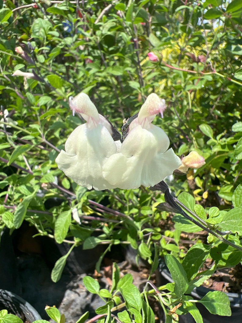 Salvia Plant 6” Pot Cream Color Glimmer Salvia microphylla x greggii Live Plant