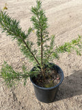Grevillea 'Pink Pearl' Live Plant 1ft Tall in 1 Gallon Pot - Curly Pink Flowers - Full Sun Tolerant