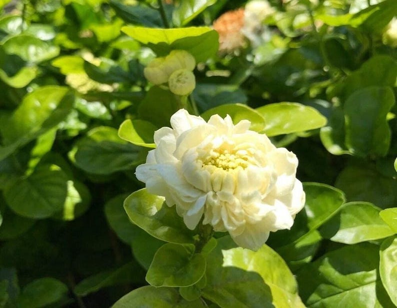 Grand Duke Jasmine Live Plant - 1 to 2 Feet - Jasminum sambac - Shipped in 3 Gallon Pot