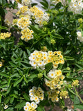 Lantana Plant in 1 Gallon Pot - Light Yellow Flowers - Full Sun Tolerant - Lantana camara