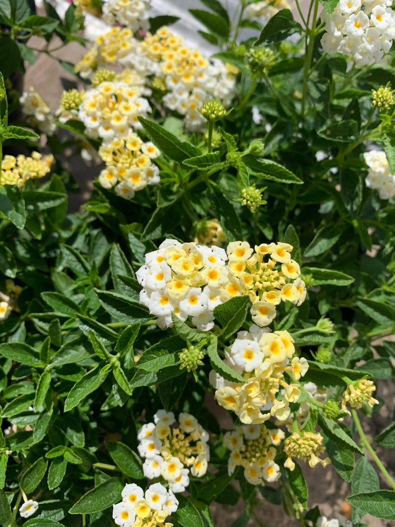 Lantana Plant in 1 Gallon Pot - Light Yellow Flowers - Full Sun Tolerant - Lantana camara