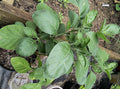 Organic Ashwagandha Plant - Heirloom Variety in Half Gallon Pot - Withania somnifera - Fast Growing, Easy to Care for Indoors